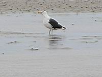 Goeland Marin (Photo F. Mrugala) (3)